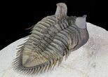 Tower Eyed Erbenochile Trilobite - Top Quality #69569-4